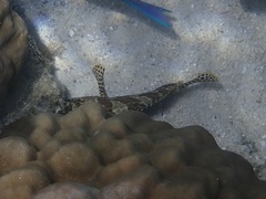 Epinephelus merra