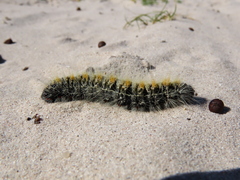 Bombycomorpha bifascia