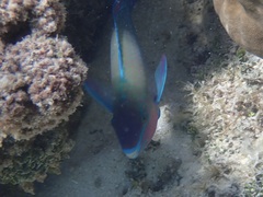 Scarus psittacus