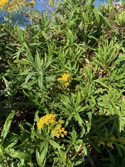 Senecio linearifolius arachnoideus
