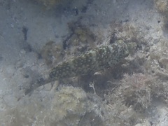 Cheilinus chlorourus