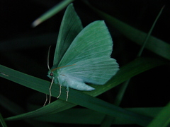 Geometra papilionaria