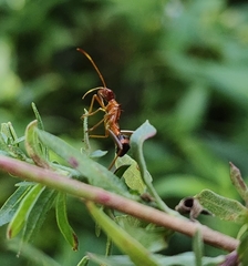 Heteroptera
