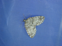 Hydriomena impluviata