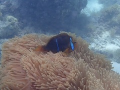 Amphiprion chrysopterus