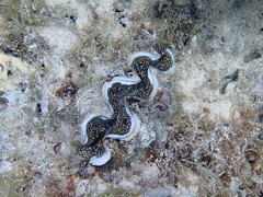 Tridacna maxima