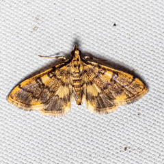 Spilomelinae