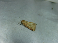 Photedes minima