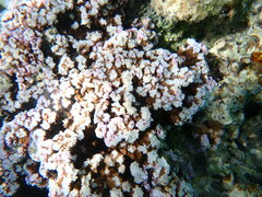 Montipora
