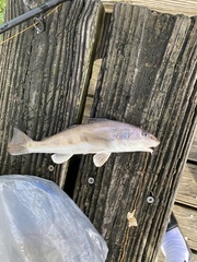 Menticirrhus americanus