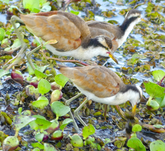 Jacana jacana