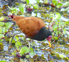 Jacana jacana