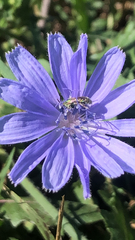 Augochlorella aurata