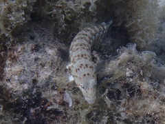 Parapercis millepunctata