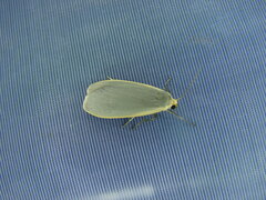 Eilema griseola