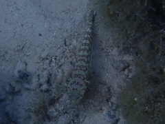 Parapercis millepunctata