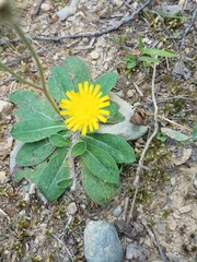 Pilosella officinarum