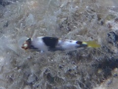 Halichoeres hortulanus