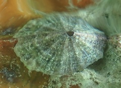 Fissurella barbadensis