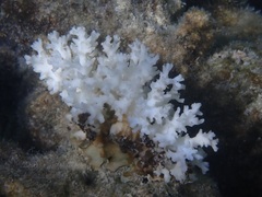 Pocillopora