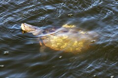 Malaclemys terrapin