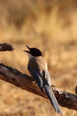 Cyanopica cooki