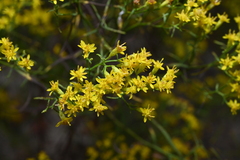 Euthamia caroliniana