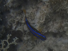 Chrysiptera leucopoma