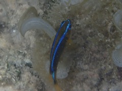 Chrysiptera leucopoma