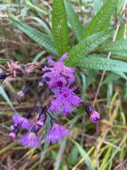 Vernonia noveboracensis
