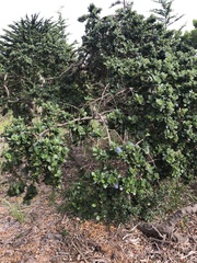 Ceanothus thyrsiflorus