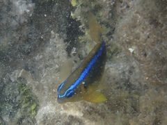 Chrysiptera leucopoma