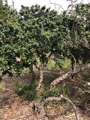 Ceanothus thyrsiflorus