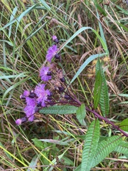 Vernonia noveboracensis