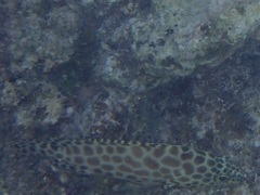Epinephelus merra