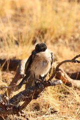 Cyanopica cooki