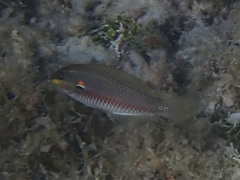 Stethojulis bandanensis