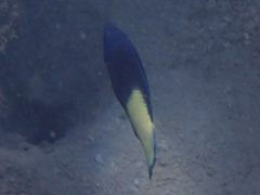 Labroides bicolor