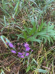 Vernonia noveboracensis