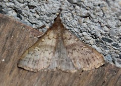 Renia discoloralis
