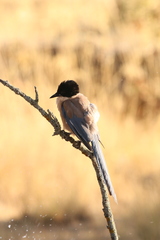 Cyanopica cooki
