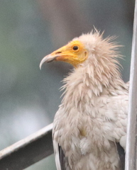 Neophron percnopterus