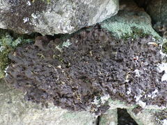 Nephroma tangeriense