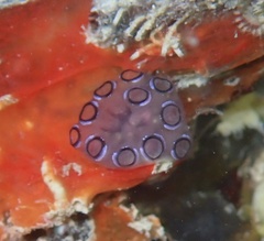 Distaplia bermudensis