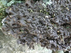 Nephroma tangeriense