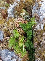 Cryptogramma sitchensis