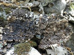 Nephroma tangeriense