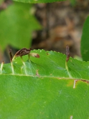 Eriophyes cerasicrumena