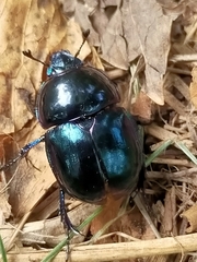 Trypocopris vernalis