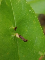 Eriophyes cerasicrumena